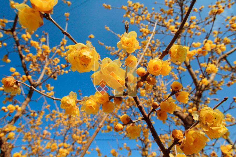 Trần xuyên sáng 21 Trần xuyên sáng 21