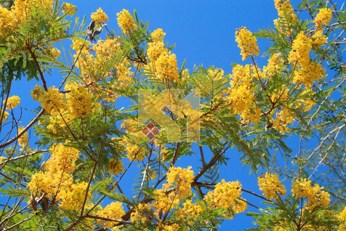 Trần xuyên sáng 13 Trần xuyên sáng 13