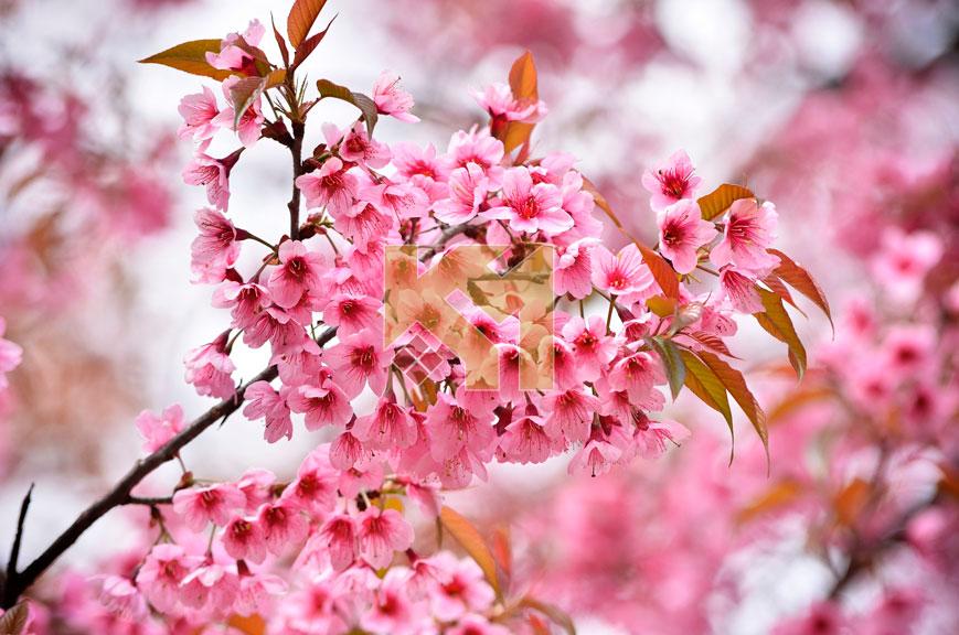 Trần xuyên sáng 14 Trần xuyên sáng 14