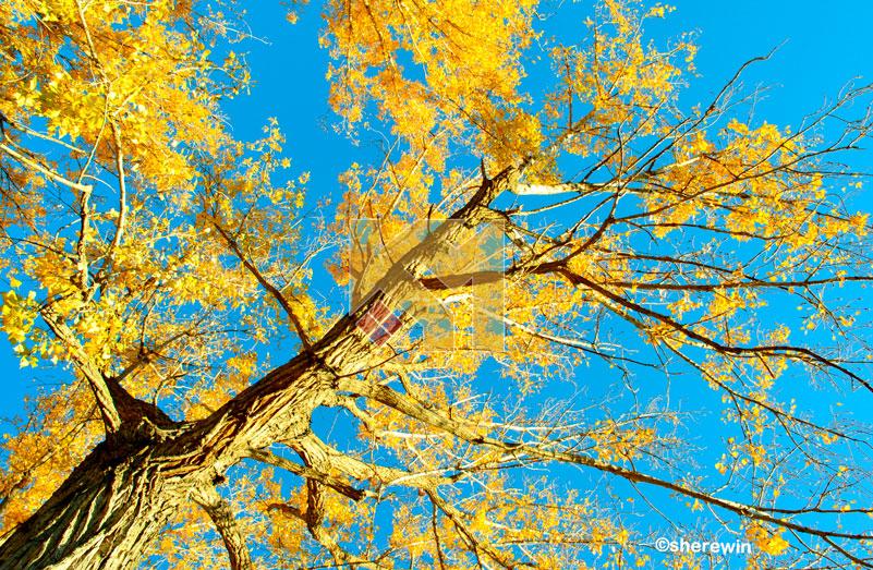 Trần xuyên sáng 15 Trần xuyên sáng 15