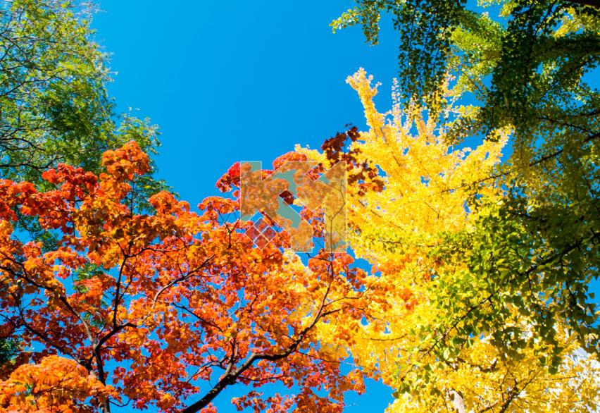 Trần xuyên sáng 16 Trần xuyên sáng 16