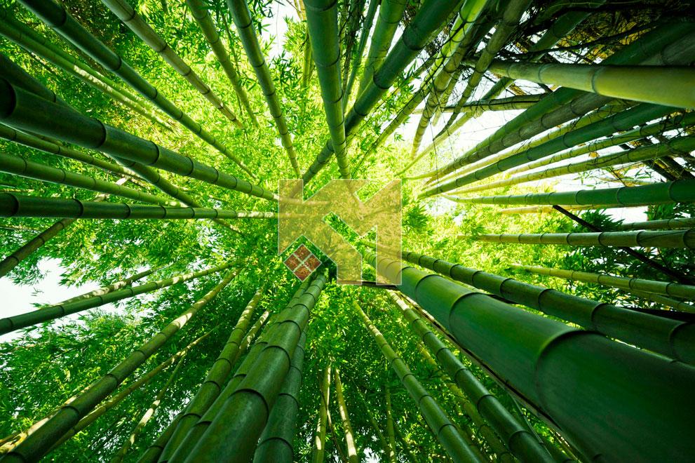 Trần xuyên sáng 17 Trần xuyên sáng 17